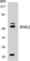 Inositol Hexakisphosphate Kinase 2 antibody, LS-C292100, Lifespan Biosciences, Western Blot image 