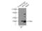 Mitochondrial Carrier 2 antibody, 16888-1-AP, Proteintech Group, Immunoprecipitation image 
