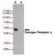 Estrogen Receptor 1 antibody, STJ99162, St John