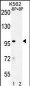 IQ Motif Containing With AAA Domain 1 antibody, PA5-48321, Invitrogen Antibodies, Western Blot image 