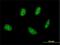 TSC22 Domain Family Member 4 antibody, H00081628-M01, Novus Biologicals, Immunocytochemistry image 