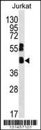 MAF BZIP Transcription Factor B antibody, 56-291, ProSci, Western Blot image 