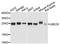Ubiquitin Conjugating Enzyme E2 S antibody, orb373253, Biorbyt, Western Blot image 