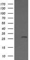 Kallikrein Related Peptidase 8 antibody, LS-C174727, Lifespan Biosciences, Western Blot image 
