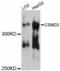 CUB And Sushi Multiple Domains 3 antibody, PA5-76535, Invitrogen Antibodies, Western Blot image 