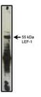 Lymphoid Enhancer Binding Factor 1 antibody, MA1-12417, Invitrogen Antibodies, Western Blot image 