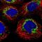 MET Transcriptional Regulator MACC1 antibody, PA5-56163, Invitrogen Antibodies, Immunofluorescence image 