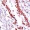 Regulator Of Chromosome Condensation 1 antibody, PA5-32572, Invitrogen Antibodies, Immunohistochemistry frozen image 