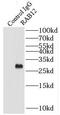 Ras-related protein Rab-12 antibody, FNab06995, FineTest, Immunoprecipitation image 