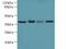 Galectin 12 antibody, LS-C378722, Lifespan Biosciences, Western Blot image 