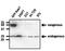 RAB7A, Member RAS Oncogene Family antibody, orb180471, Biorbyt, Western Blot image 