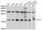 BUD31 Homolog antibody, STJ114097, St John