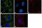 Laminin Subunit Alpha 1 antibody, PA5-16287, Invitrogen Antibodies, Immunofluorescence image 