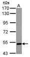 Zinc Finger Protein 329 antibody, NBP2-20993, Novus Biologicals, Western Blot image 