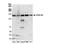 Cleavage And Polyadenylation Specific Factor 1 antibody, NB100-79822, Novus Biologicals, Western Blot image 