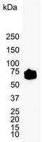 Basigin (Ok Blood Group) antibody, GTX75485, GeneTex, Western Blot image 