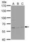 Neuronal PAS Domain Protein 1 antibody, PA5-78083, Invitrogen Antibodies, Western Blot image 