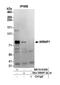 WRN Helicase Interacting Protein 1 antibody, NB110-61626, Novus Biologicals, Western Blot image 