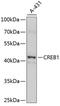 CAMP Responsive Element Binding Protein 1 antibody, 13-900, ProSci, Western Blot image 