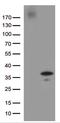 GrpE Like 1, Mitochondrial antibody, LS-C799931, Lifespan Biosciences, Western Blot image 