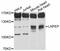 Leucyl And Cystinyl Aminopeptidase antibody, STJ113875, St John