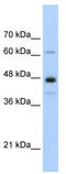 Nuclear RNA Export Factor 1 antibody, TA345954, Origene, Western Blot image 