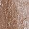Chemokine-like factor superfamily member 5 antibody, NBP2-47503, Novus Biologicals, Immunohistochemistry frozen image 