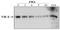 TEK Receptor Tyrosine Kinase antibody, DM3511, Origene, Western Blot image 
