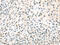Elongin C antibody, CSB-PA911518, Cusabio, Immunohistochemistry paraffin image 