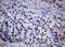 Nibrin antibody, LS-C175608, Lifespan Biosciences, Immunohistochemistry paraffin image 