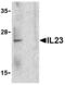 Interleukin 23 Subunit Alpha antibody, ab45420, Abcam, Western Blot image 