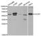 Egl-9 Family Hypoxia Inducible Factor 1 antibody, MBS126490, MyBioSource, Western Blot image 