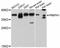 Prostate Transmembrane Protein, Androgen Induced 1 antibody, abx126378, Abbexa, Western Blot image 