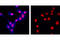 Rabbit IgG antibody, 2985S, Cell Signaling Technology, Immunofluorescence image 
