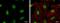 X-Ray Repair Cross Complementing 6 antibody, NBP2-19311, Novus Biologicals, Immunofluorescence image 