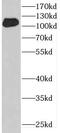 DENN Domain Containing 1A antibody, FNab02332, FineTest, Western Blot image 
