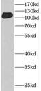 DENN domain-containing protein 1A antibody, FNab02332, FineTest, Western Blot image 