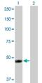 Interferon Induced Protein 44 antibody, H00010561-D01P, Novus Biologicals, Western Blot image 