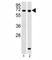 RBP-J kappa antibody, F45603-0.4ML, NSJ Bioreagents, Western Blot image 