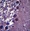 Potassium Two Pore Domain Channel Subfamily K Member 18 antibody, LS-C165440, Lifespan Biosciences, Immunohistochemistry frozen image 