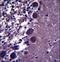 Potassium Two Pore Domain Channel Subfamily K Member 18 antibody, LS-C165440, Lifespan Biosciences, Immunohistochemistry frozen image 