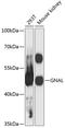 G Protein Subunit Alpha L antibody, 14-634, ProSci, Western Blot image 