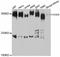 Chromodomain Helicase DNA Binding Protein 9 antibody, abx125666, Abbexa, Western Blot image 