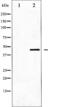 Dual Specificity Phosphatase 1 antibody, abx011651, Abbexa, Western Blot image 