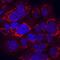 Hemojuvelin BMP Co-Receptor antibody, AF3720, R&D Systems, Immunofluorescence image 