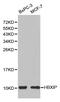 Late Endosomal/Lysosomal Adaptor, MAPK And MTOR Activator 5 antibody, abx006239, Abbexa, Western Blot image 