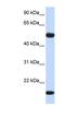 Adenylosuccinate Synthase Like 1 antibody, NBP1-55524, Novus Biologicals, Western Blot image 