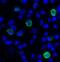 T Cell Immunoreceptor With Ig And ITIM Domains antibody, LS-C669098, Lifespan Biosciences, Immunofluorescence image 