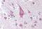 Inducible T Cell Costimulator Ligand antibody, NBP1-39919, Novus Biologicals, Immunohistochemistry paraffin image 
