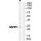 Nedd4 Family Interacting Protein 1 antibody, PA5-50172, Invitrogen Antibodies, Western Blot image 